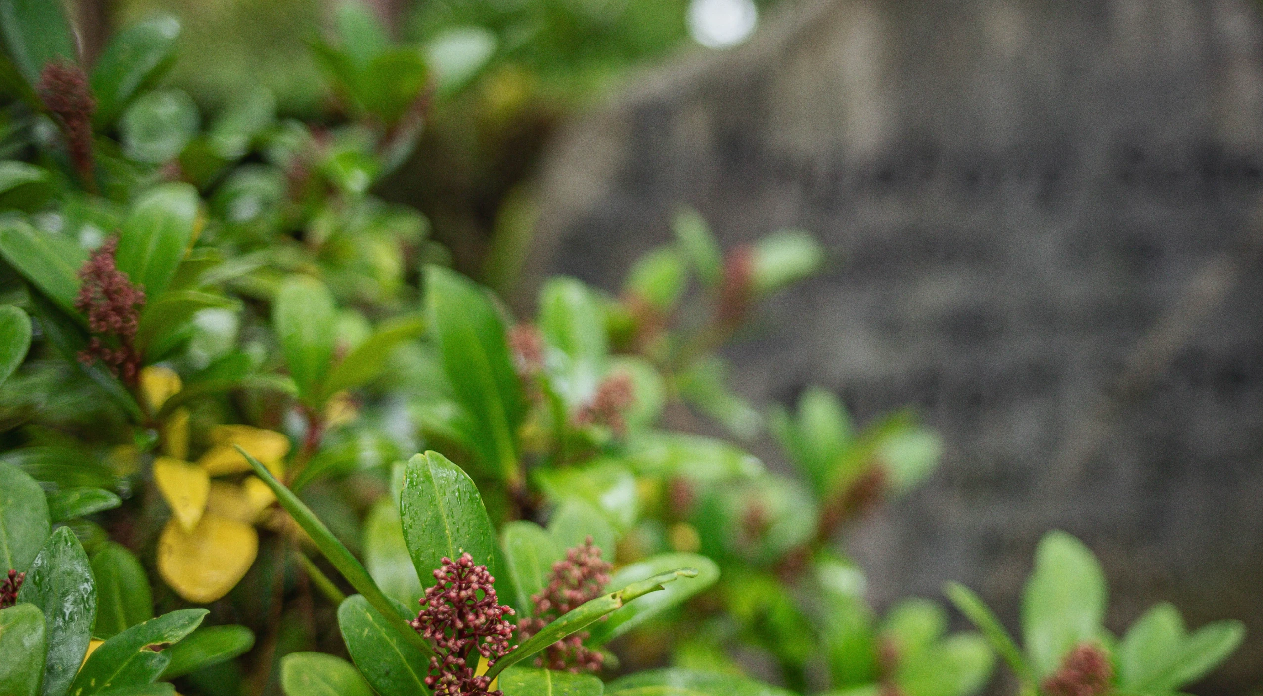 Grüne Pflanze mit Knospen